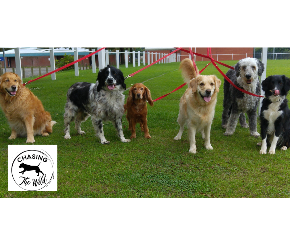 The Health Benefits of Pack Hikes for Dogs: A Comprehensive Guide